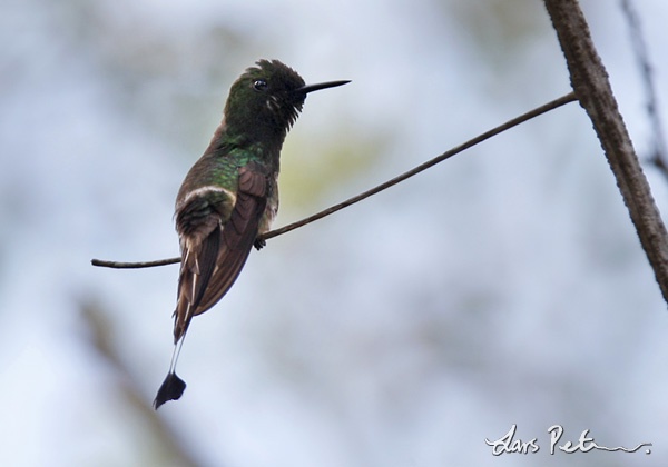 Racket-tailed Coquette